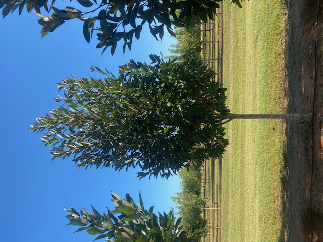 Magnolia virginiana