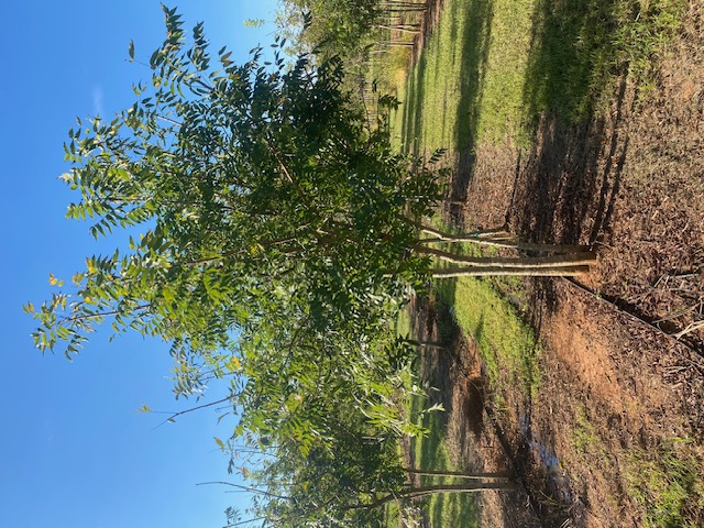 Pistacia chinensis