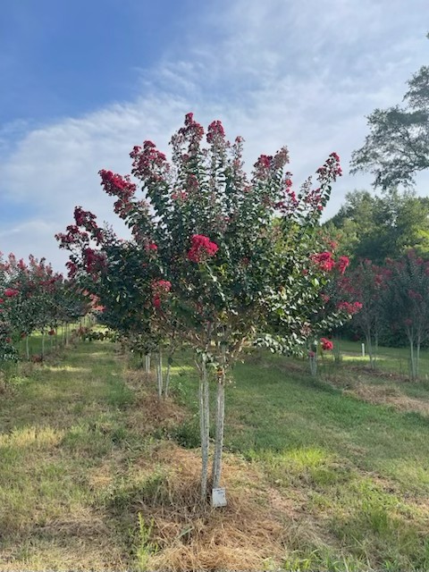Lagerstroemia indica