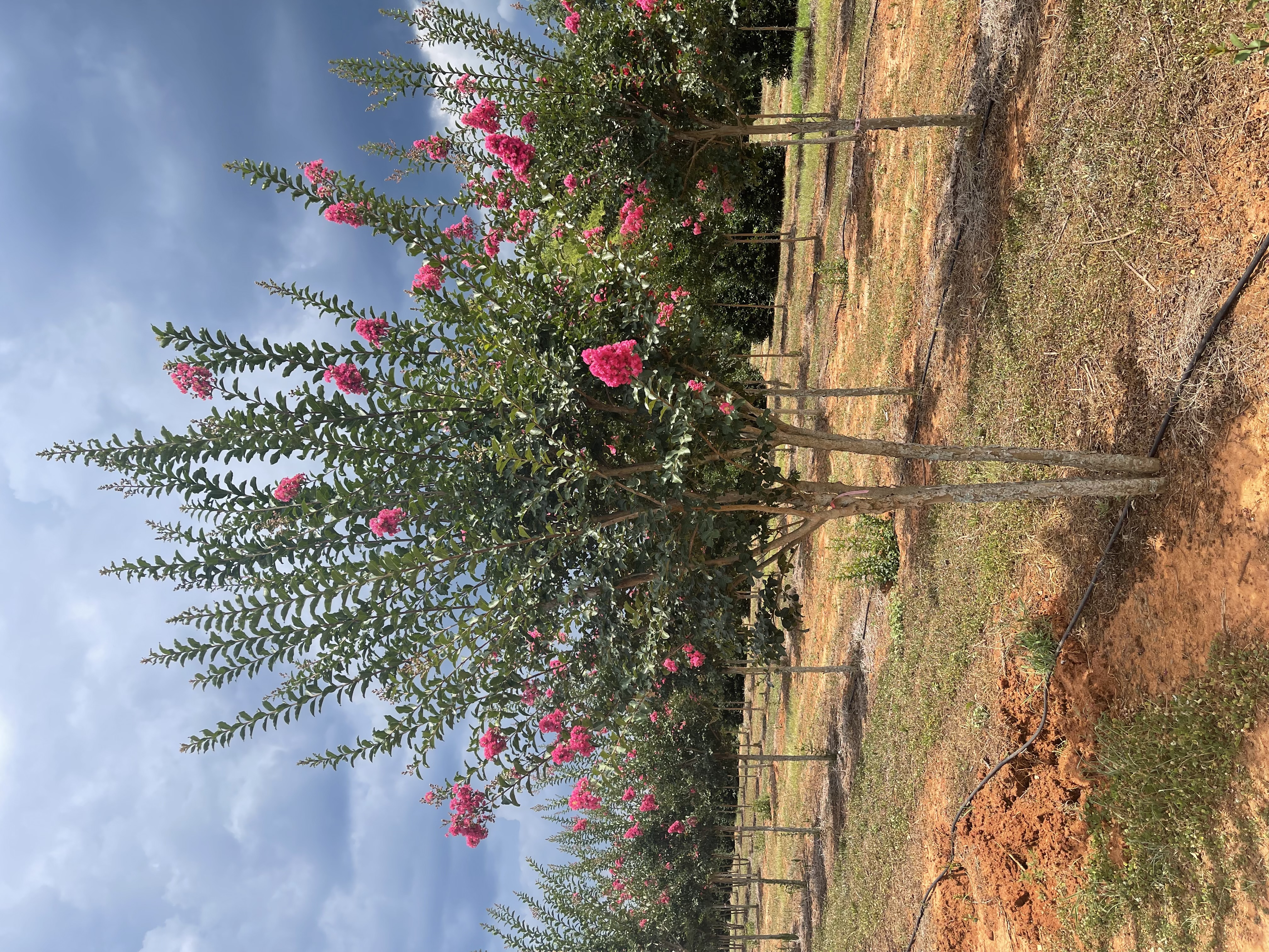 Lagerstroemia x