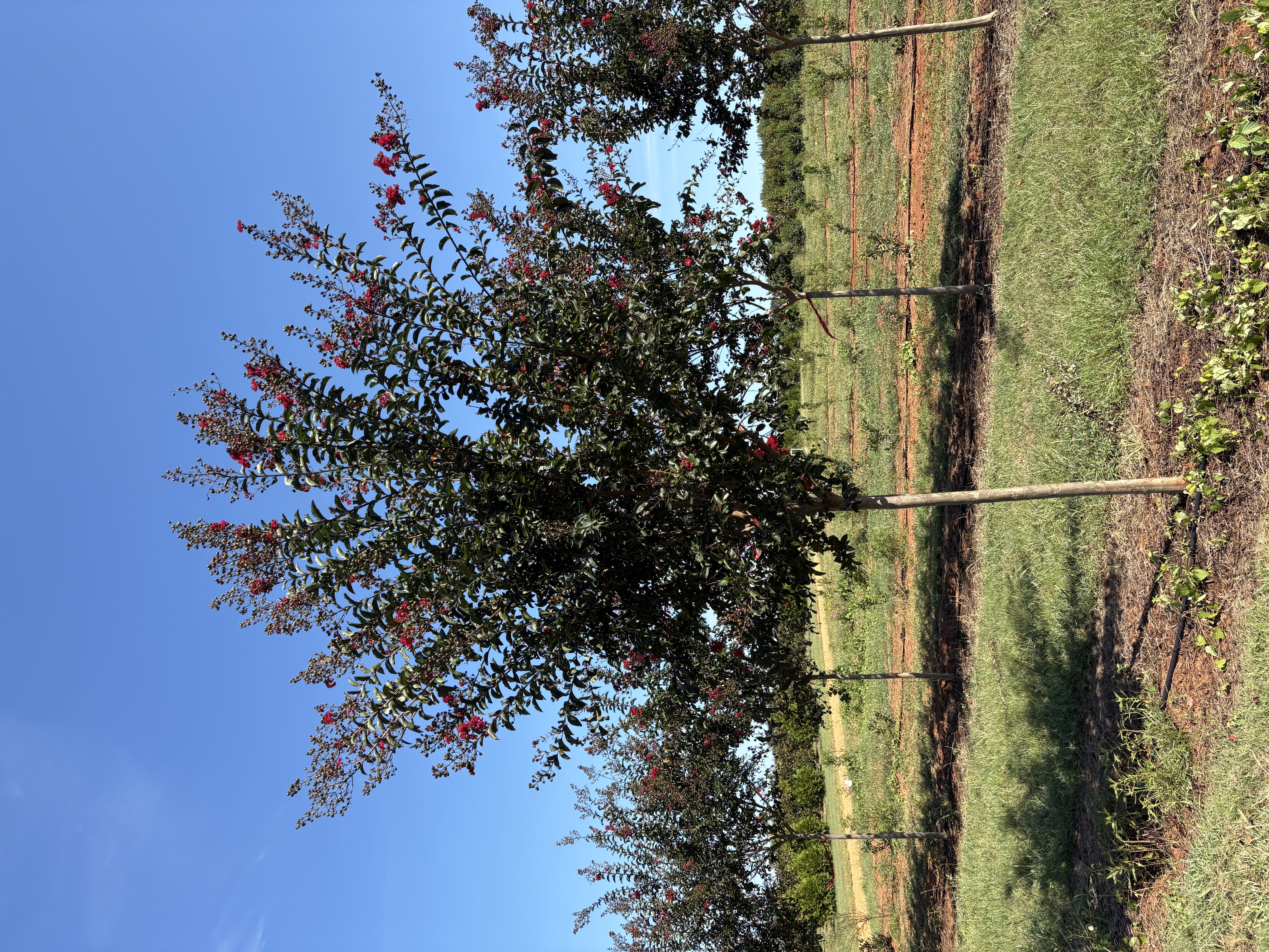 Lagerstroemia indica
