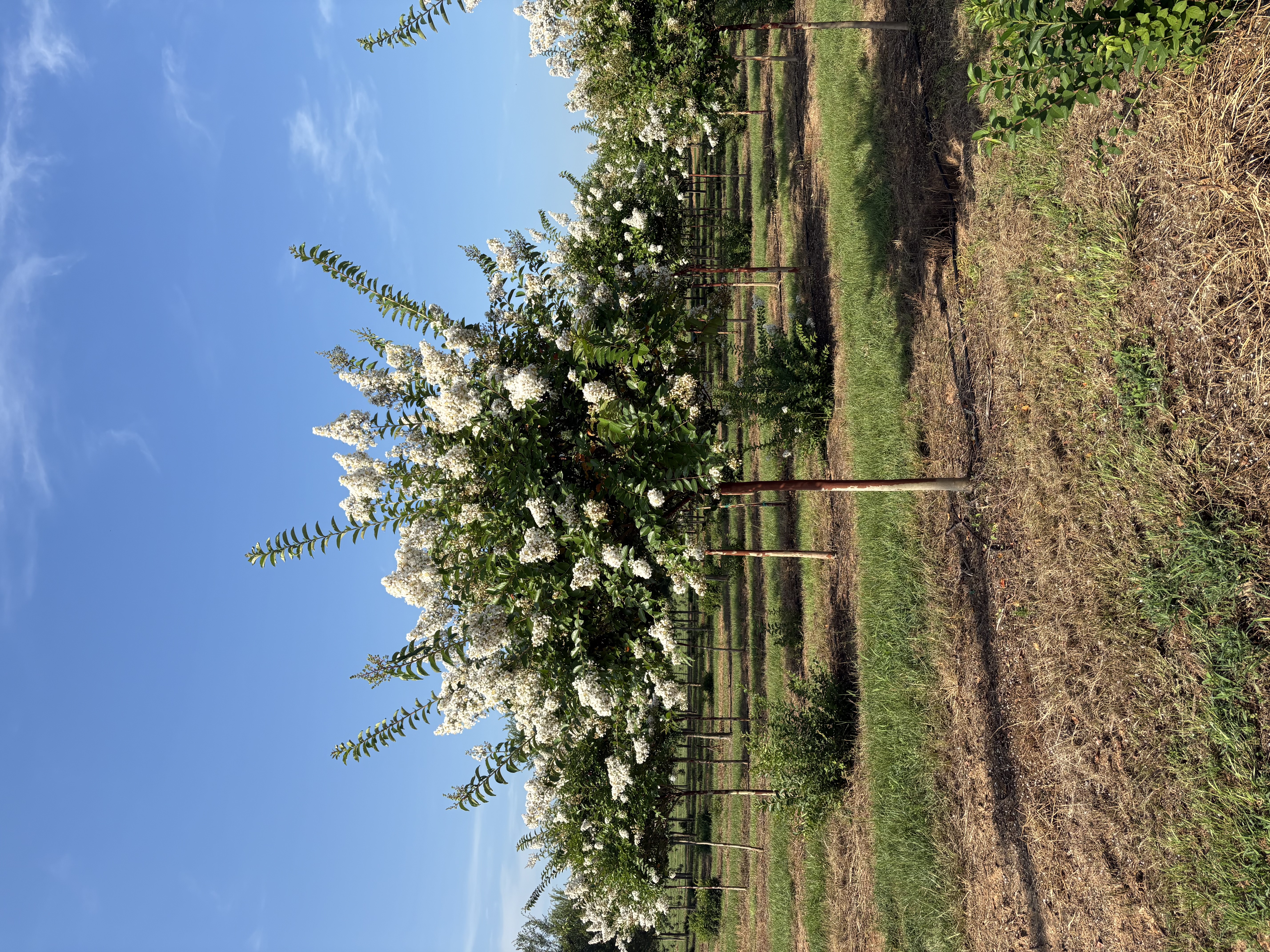 Lagerstroemia x
