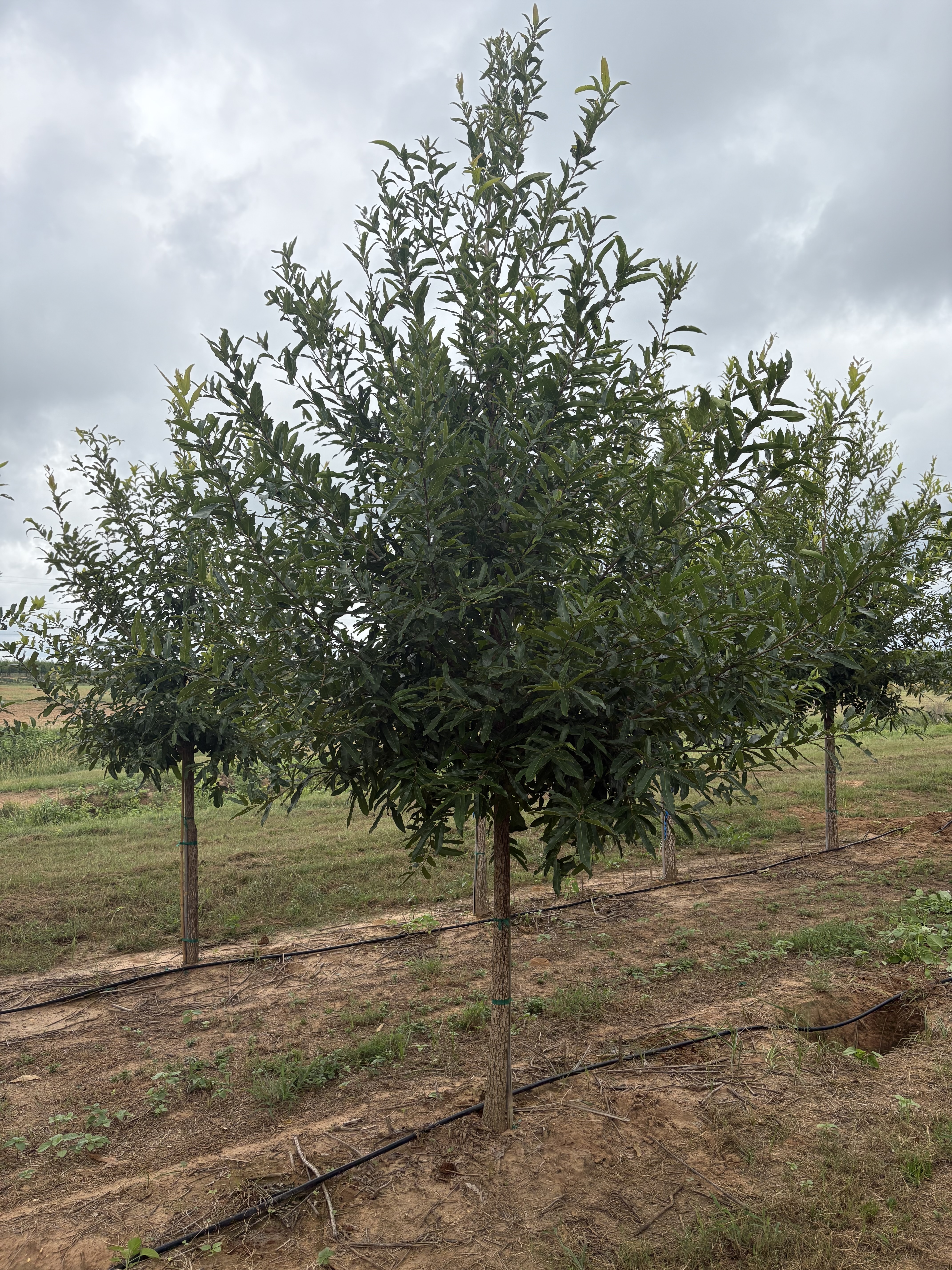 Quercus acutissima