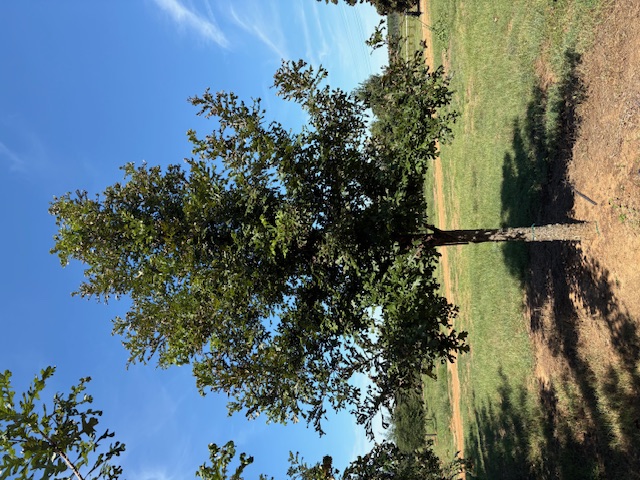 Quercus macrocarpa