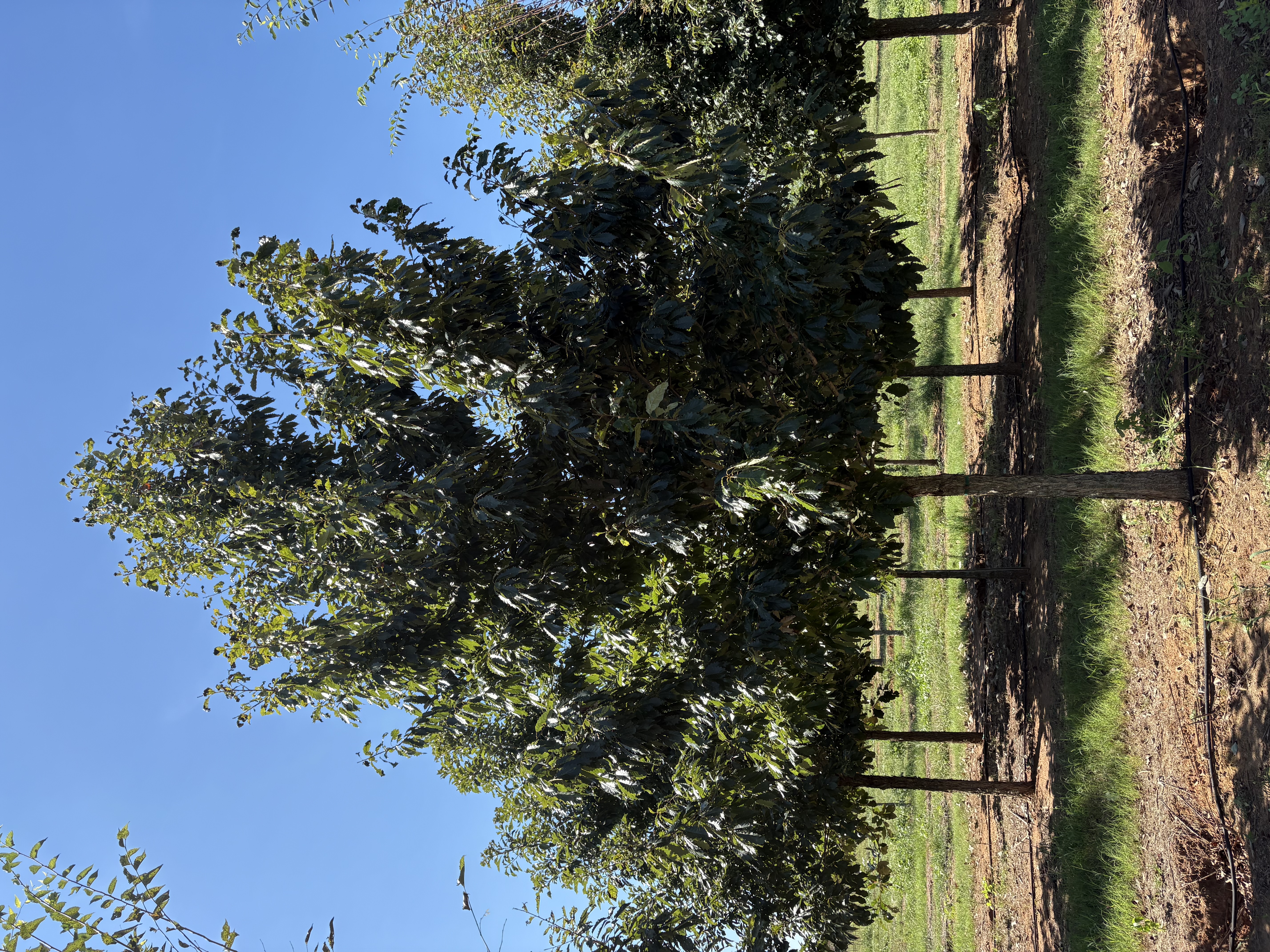 Quercus michauxii