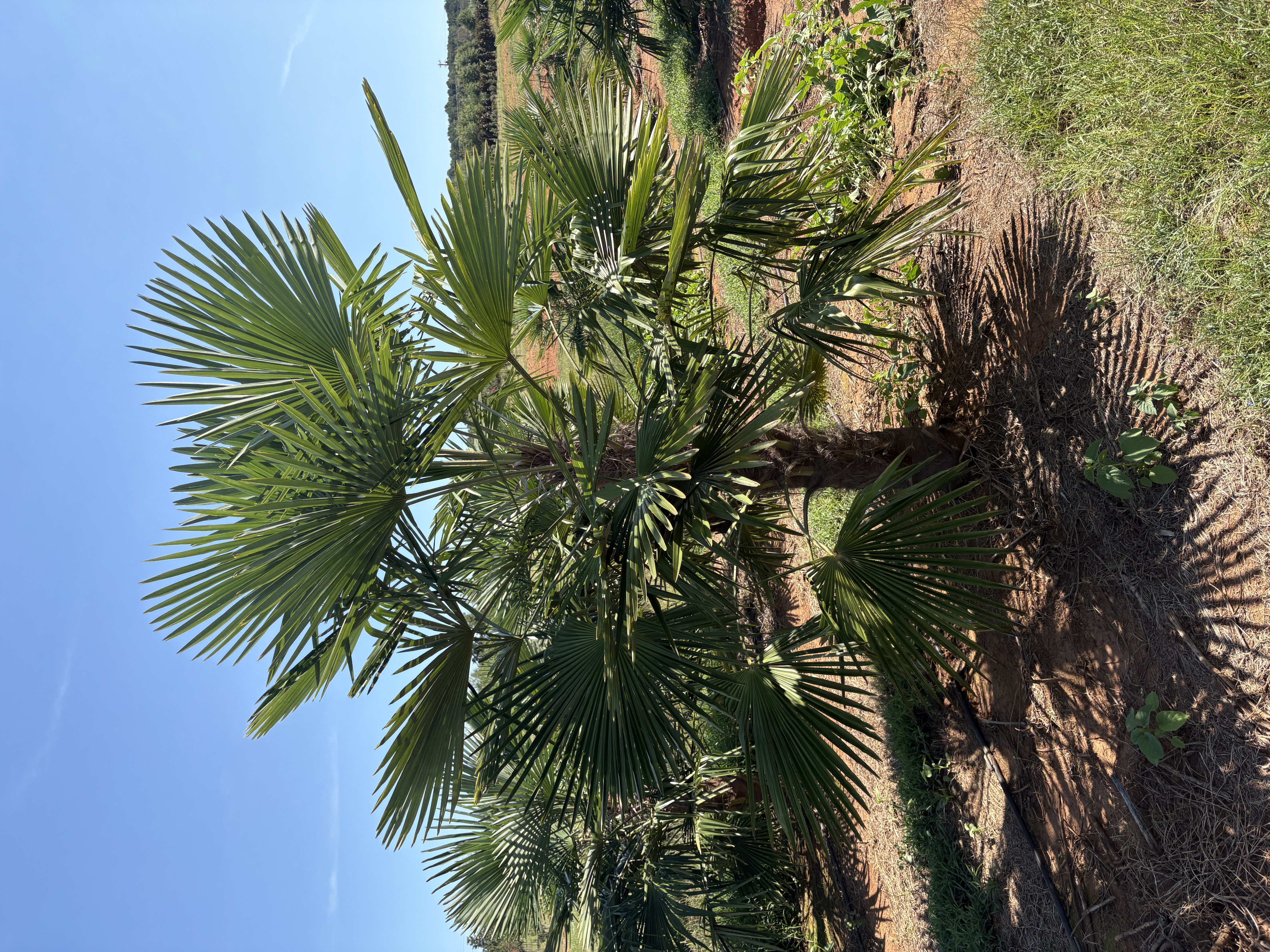 Trachycarpus fortunei
