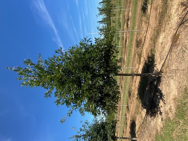 Quercus shumardi