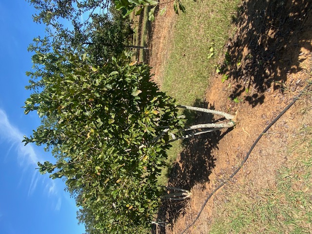 Magnolia liliflora