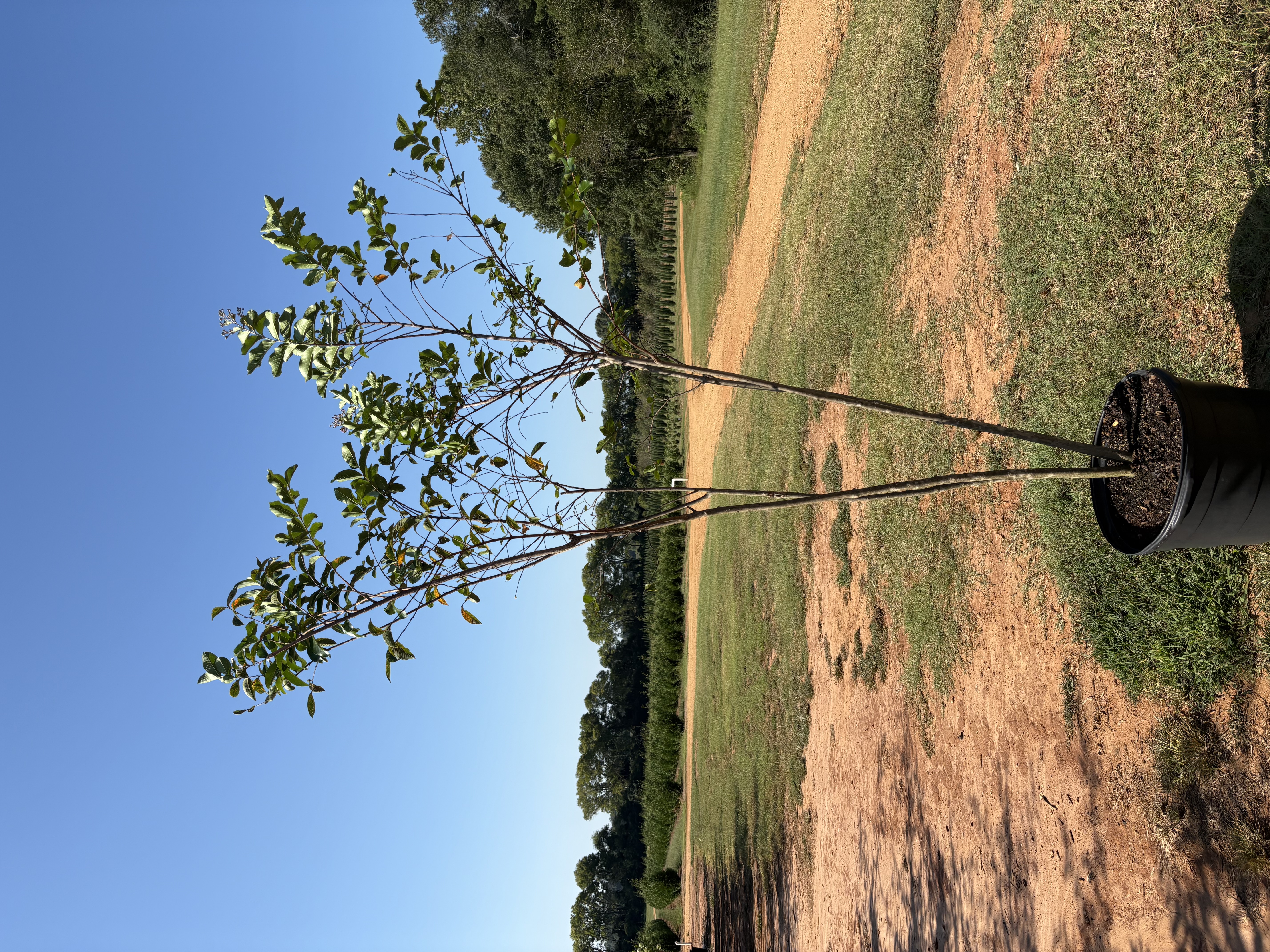Lagerstroemia