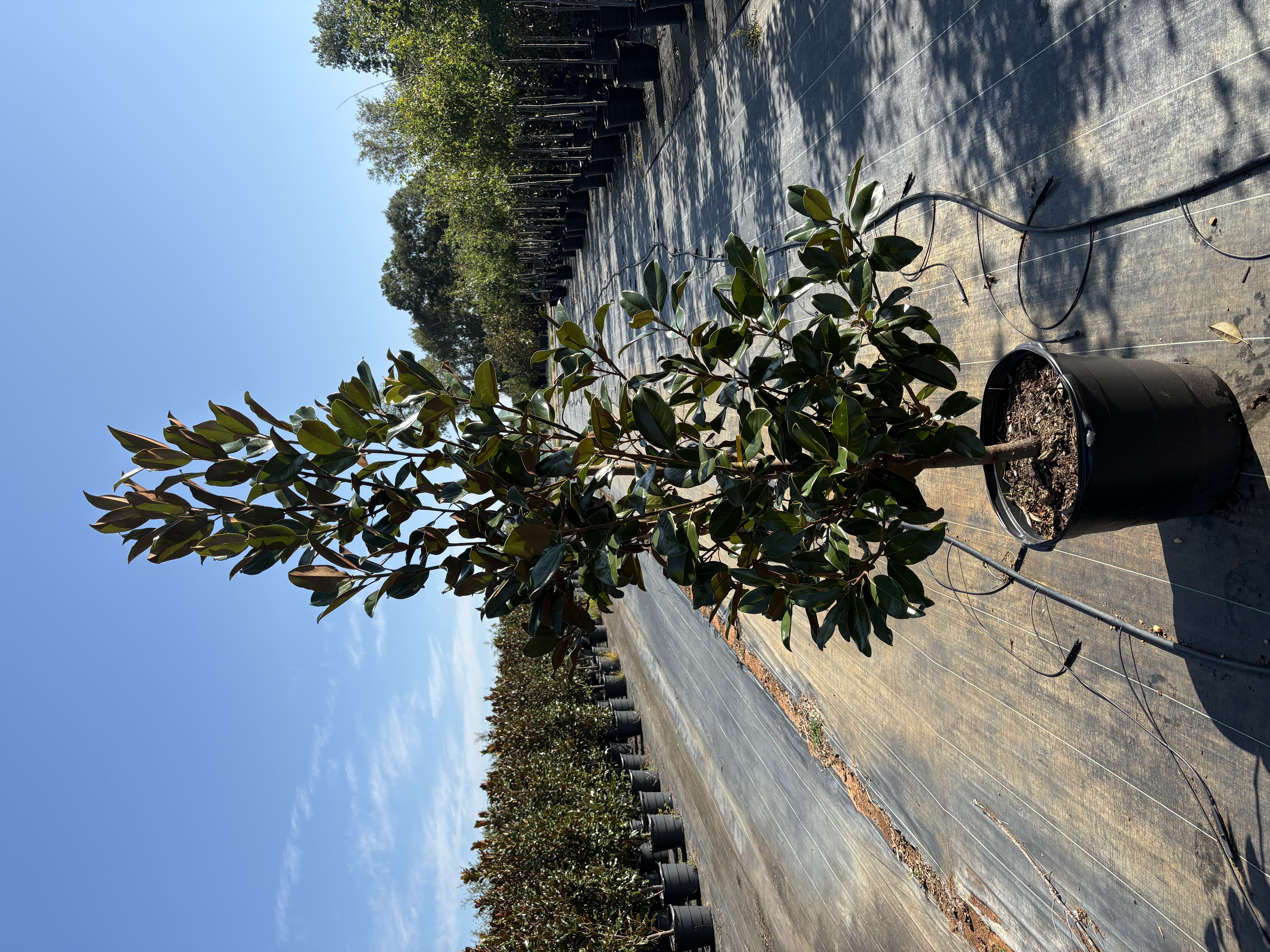 Magnolia grandiflora