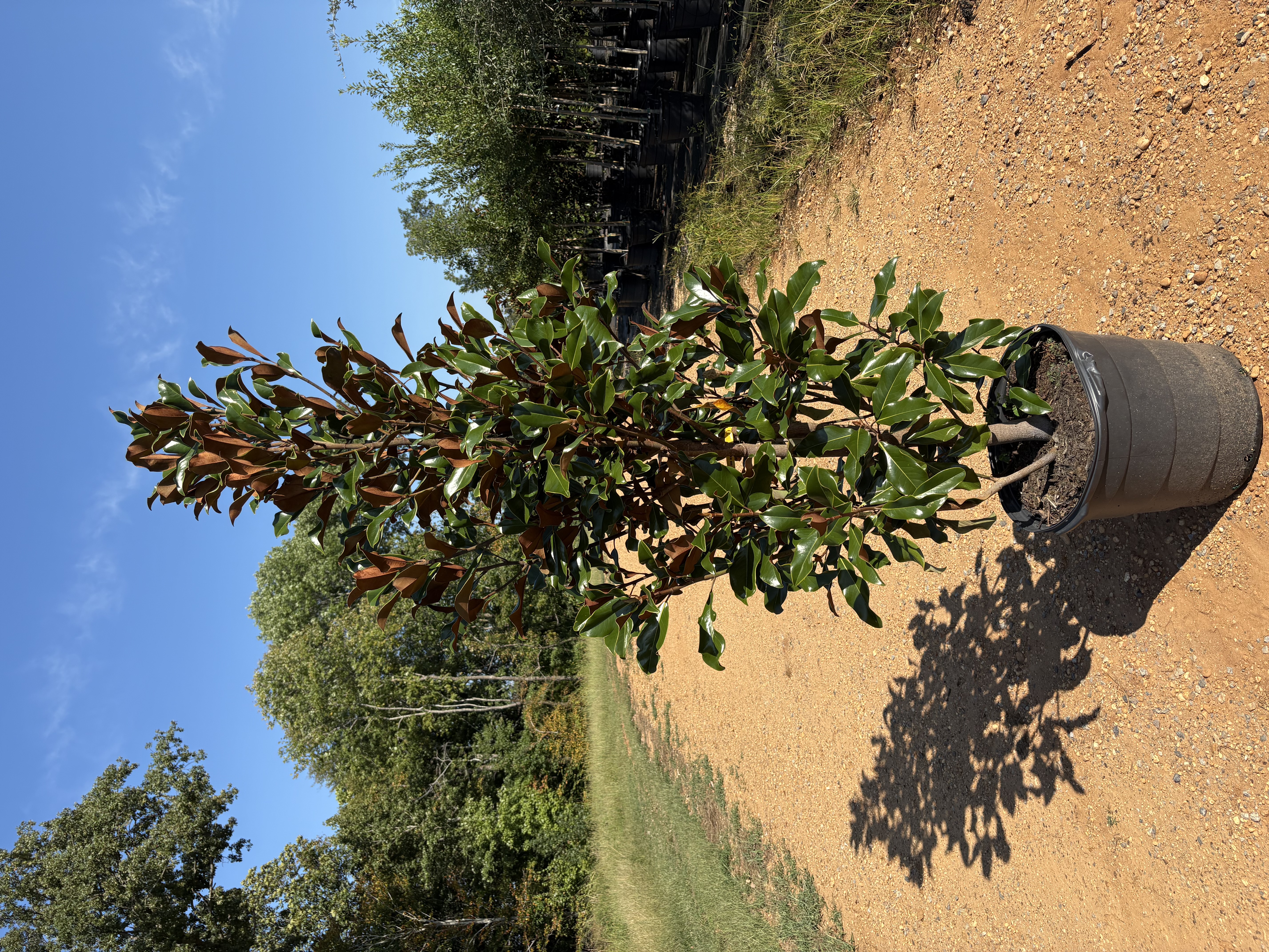 Magnolia grandiflora