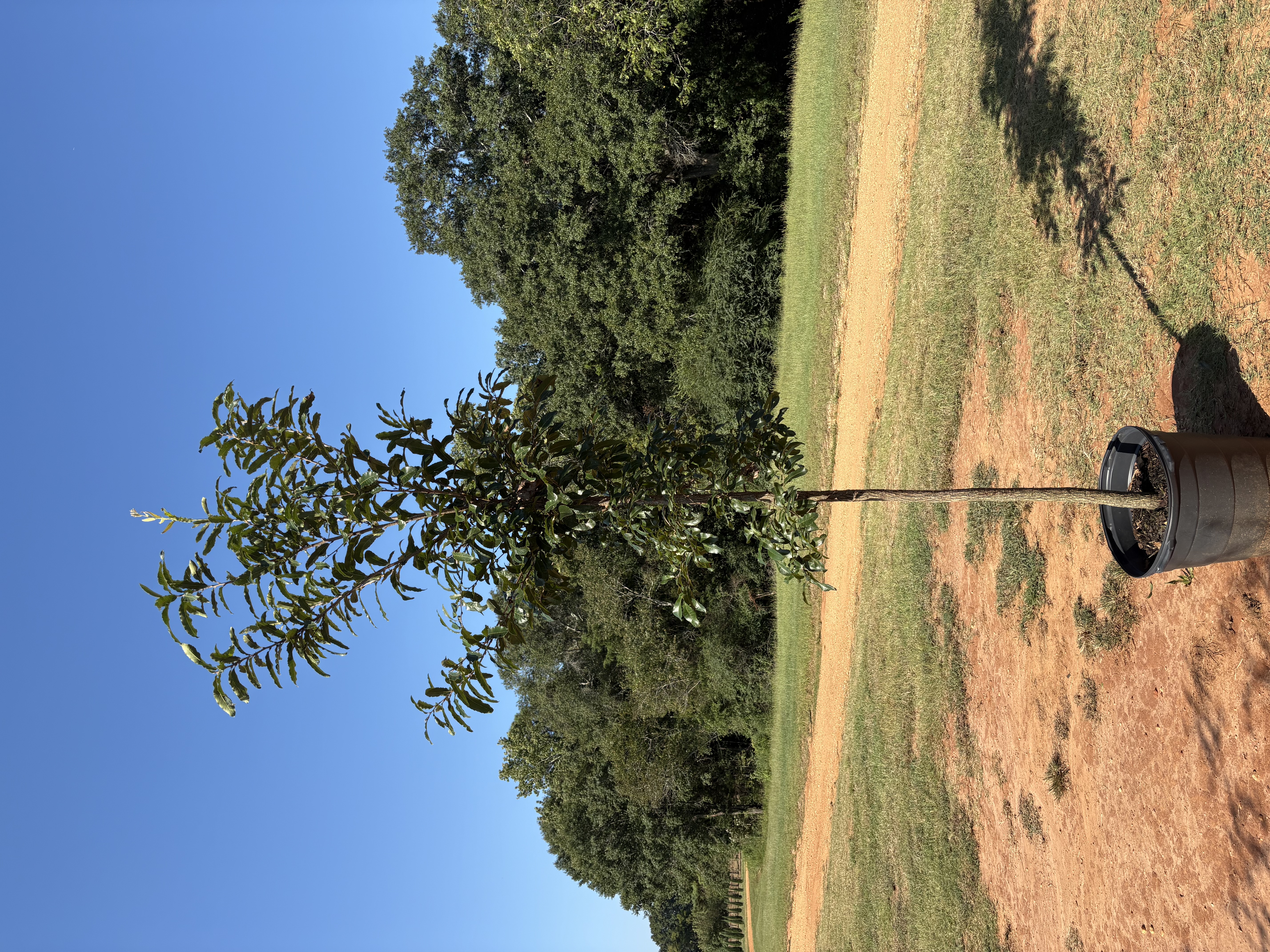 Quercus acutissima