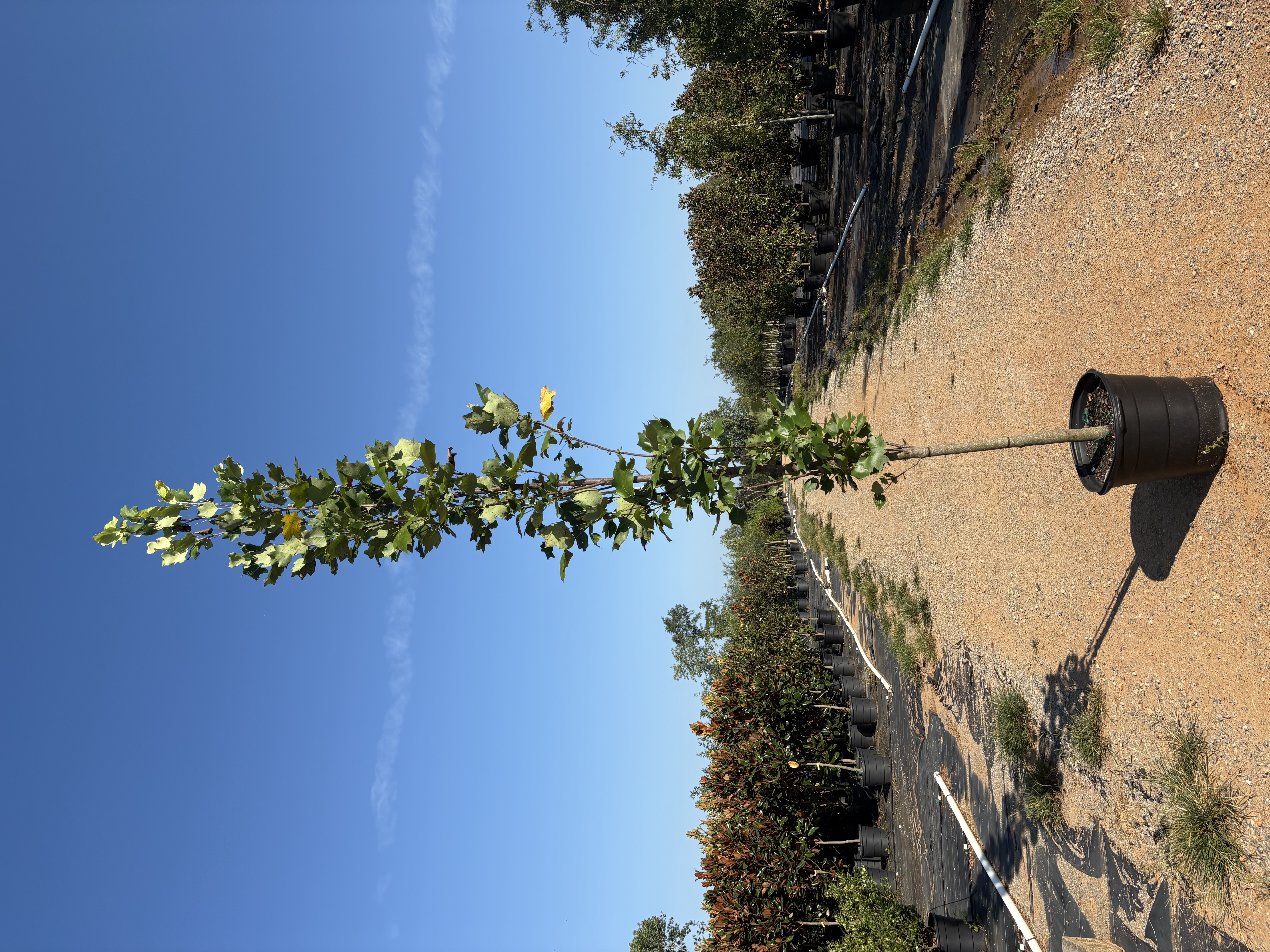 Liriodendron tulipifera
