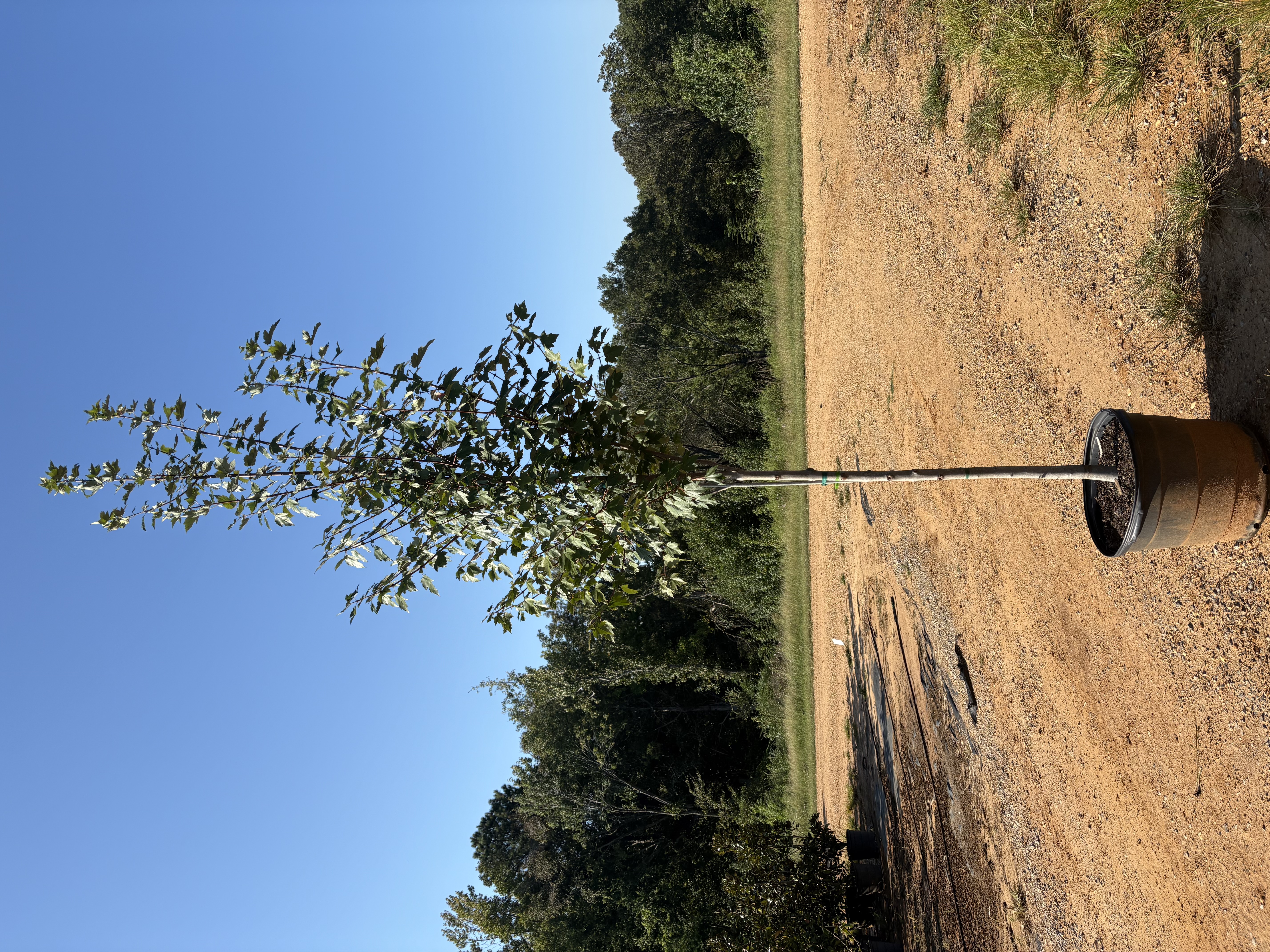 Acer rubrum